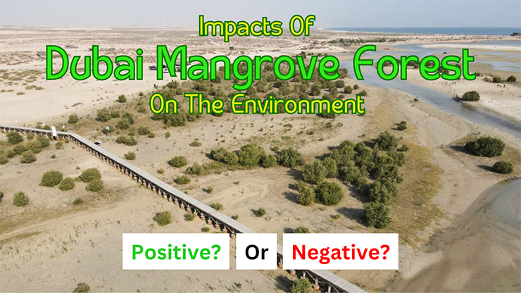 The Significant Impacts Of Dubai Mangrove Forest On The Environment